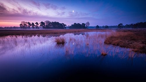 Follicules pileux en pierre
