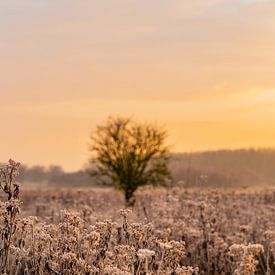 Winter zonsopkomst natuur van Michael van der Tas