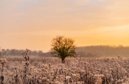 Winter zonsopkomst natuur