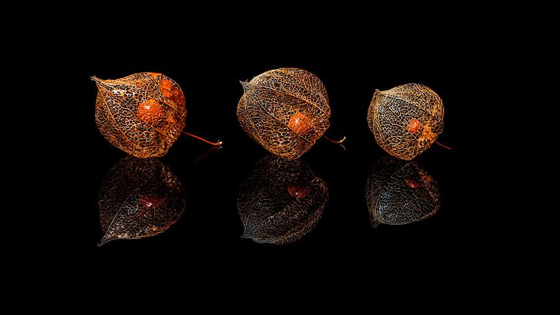 Physalis von Zansu Fotografie