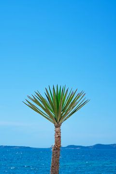 Palmier sur la côte d'Ibiza Espagne sur Jenine Blanchemanche