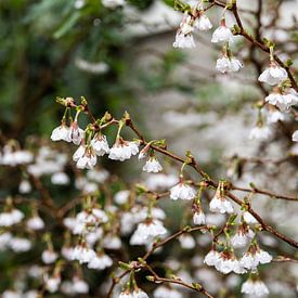 Prunus incisa sur Diede Schutten