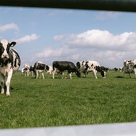 Koeien genieten van het verse gras van Marika Huisman fotografie