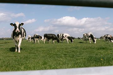 Les vaches profitent de l'herbe fraîche sur Marika Huisman fotografie