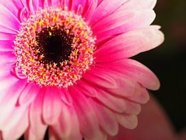 Verliebte Gerbera von Hester van den Hoek