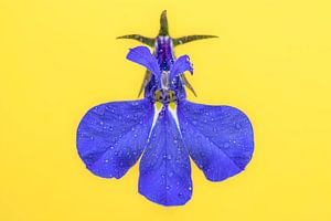Lobelia