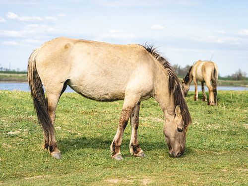 Chevaux sauvages
