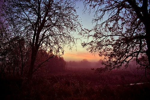 doorkijkje door de bomen naar de zonsopkomst