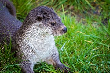 Close-up portret van een Europese Otter (Lutra Lutra) van RedDog Photography