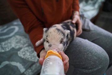 pied mini piglet in hand rearing at feeding time by Babetts Bildergalerie
