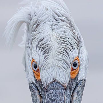 Oogcontact met een pelikaan van Kris Hermans