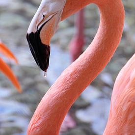 Drinking Flamingo sur Ivo Schuckmann