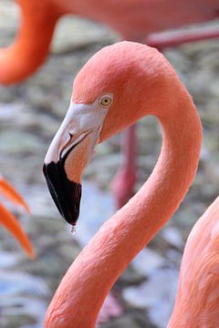 Drinking Flamingo by Ivo Schuckmann