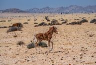Wild horse foal in Garub in Namibia, Africa by Patrick Groß thumbnail
