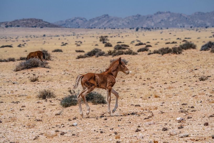 Wild horse foal in Garub in Namibia, Africa by Patrick Groß