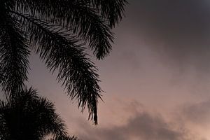Palmier à Bali au coucher du soleil