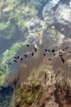 Oostvaardersplassen 2 von Els van Luijk