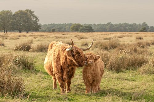 schotse hooglander met kalf, hooglander, kalf, rund
