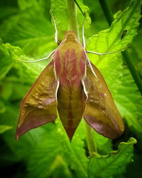 Großartiges Abendrot