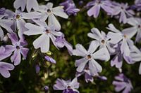 Phlox rembourré
