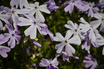 Polster-Phlox