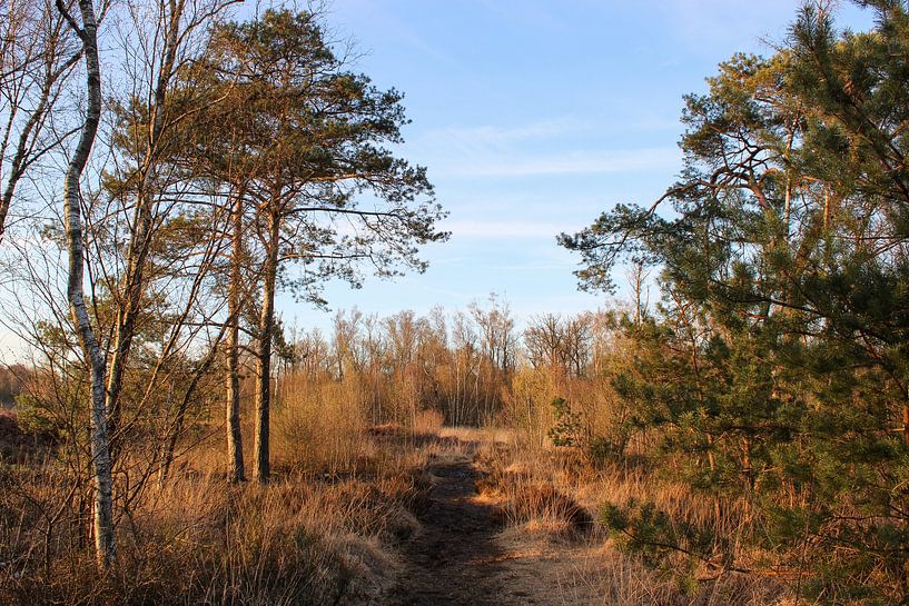Sentier pédestre à travers le Korenburgerveen par Impression d'artiste de la nature