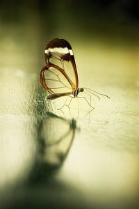 Reflection of a butterfly... sur Rigo Meens