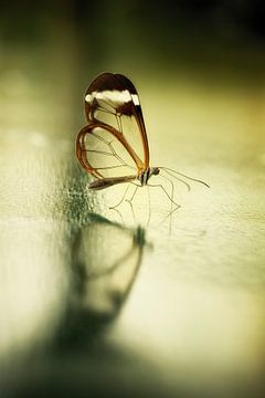 Reflection of a butterfly... von Rigo Meens