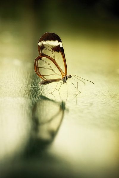 Reflection of a butterfly... par Rigo Meens