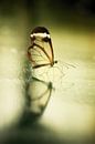 Reflection of a butterfly... von Rigo Meens Miniaturansicht