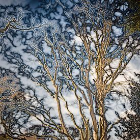 Baumkronen (2) von Boudewijn Swanenburg