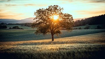 Baum mit Sonnenfeuer von Andre Michaelis