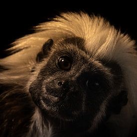 Neugieriger Baumwollkrönchen-Tamarin von Bas Greevink