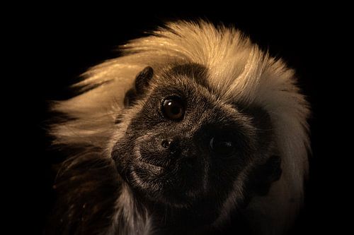 Un tamarin à crête curieuse sur Bas Greevink