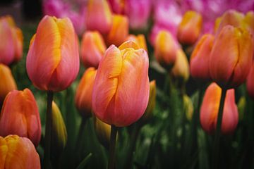 Champ de tulipes à feuilles de rose jaune