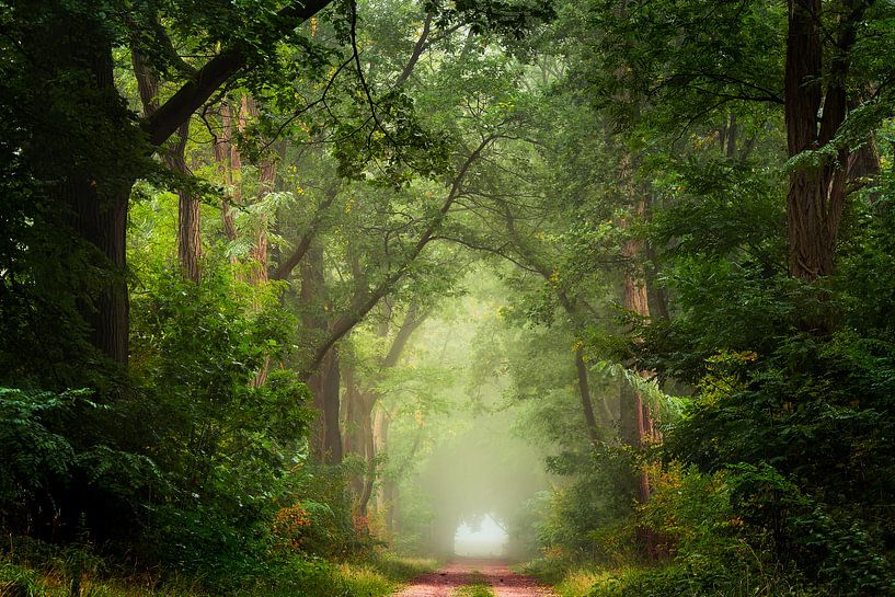 Forest road par Edwin Mooijaart