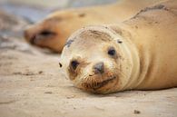jonge zeeleeuw op strand van San Diego Californië Amerika van My Footprints thumbnail