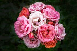 Mixed Roses by Michel Groen