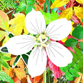 Herfstbloem op een collage van herfstbladeren van Jole Art