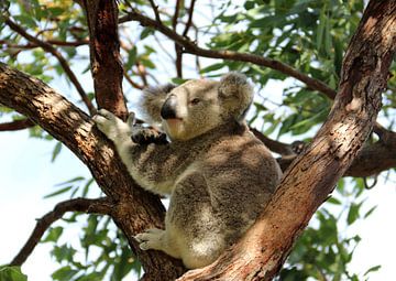 Koala van Matthias Brix