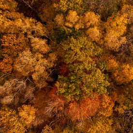 Herfstkleuren in Zuid-Limburg van boven van John Kreukniet