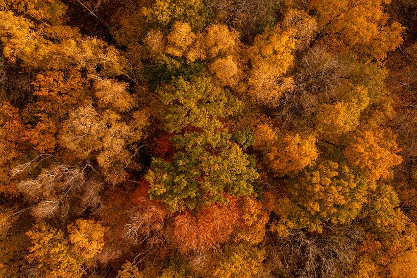 Herfstkleuren in Zuid-Limburg van boven van John Kreukniet