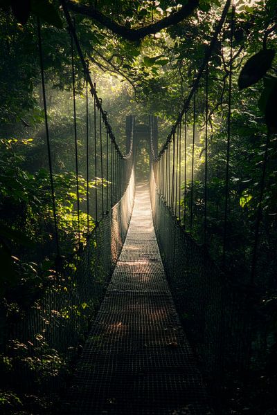Hängende Brücke Dschungel von Poster Art Shop