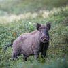 Wildschwein auf der Veluwe von Tom Zwerver