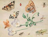 Studie van insecten en bloemen, Jan van Kessel van Meesterlijcke Meesters thumbnail
