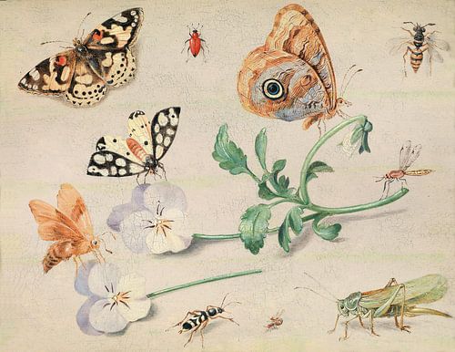 Studie van insecten en bloemen, Jan van Kessel