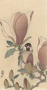 Ohara Koson - Spatz auf blühendem Magnolienzweig (bearbeitet)