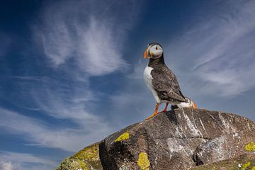 Papegaaiduiker,  Fratercula arctica. Zeevogel