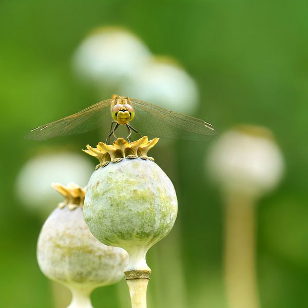 Dragonfly by Violetta Honkisz