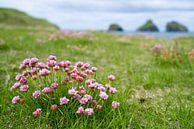 Engels gras op de Westman eilanden, IJsland van Joep de Groot thumbnail